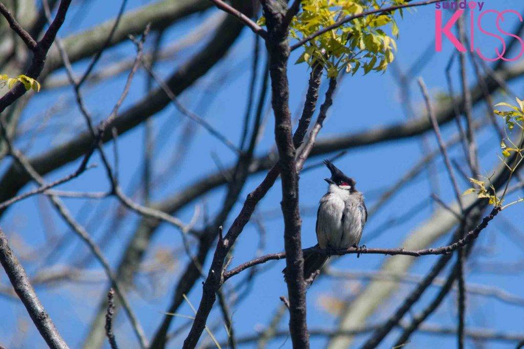 黃石碼頭 紅耳鵯是香港常見雀鳥，在北潭坳至黃石一帶都可發現其蹤影。