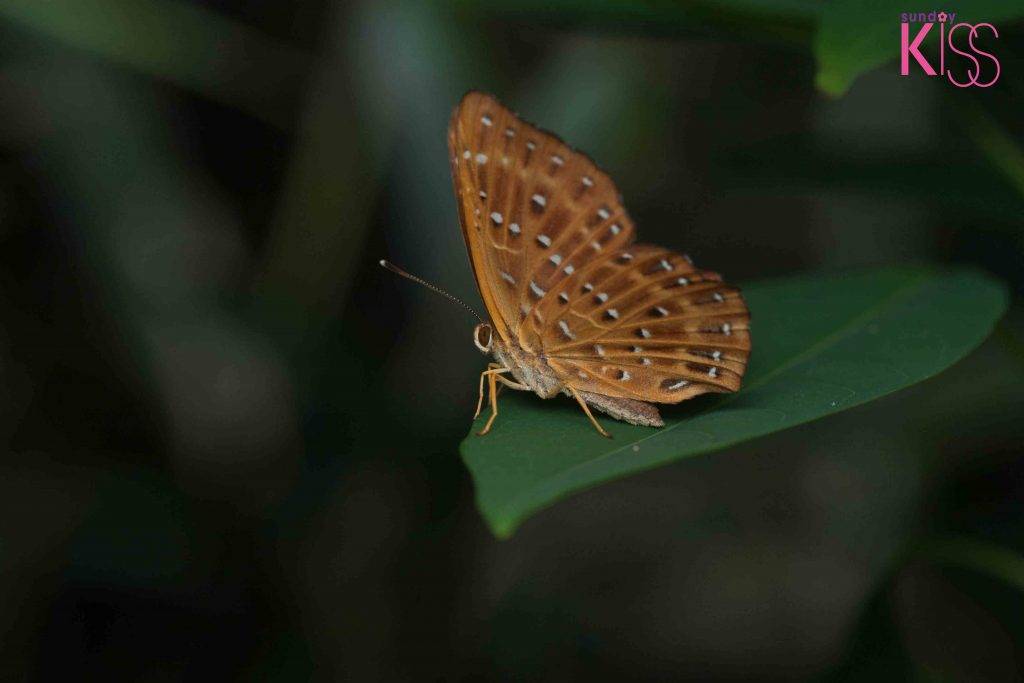 黃石碼頭 蛇目褐蜆蝶又是土瓜坪的常客。
