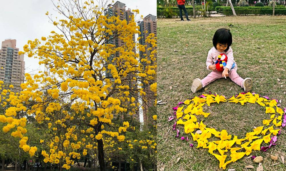 黃花風鈴木南昌公園現黃金花海＋野餐 賞花前要知道的5件事｜親子好去處