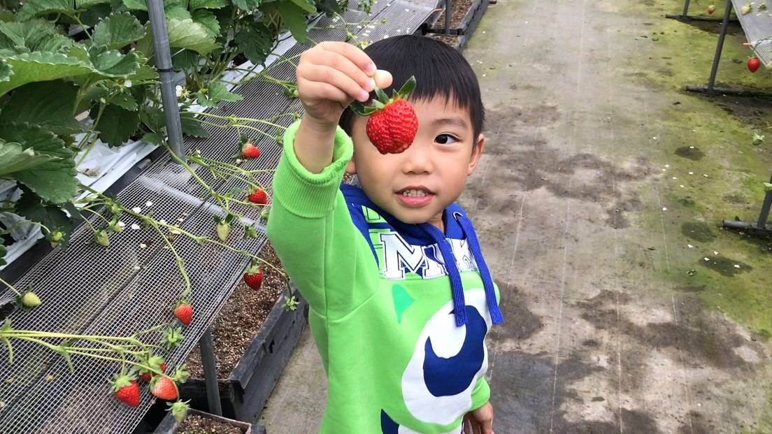 九州親子遊｜筑紫野草莓農園40分鐘任食6款超甜士多啤梨！預約＋交通教學