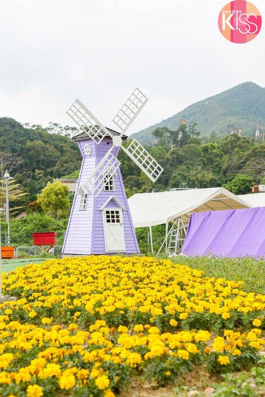 大埔區食玩放電一日遊 紫色風車配上花海，感覺去到外國一樣！