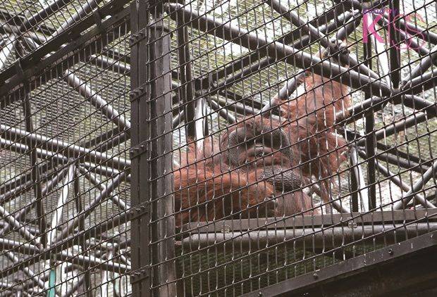 香港動物園及親子農莊 婆羅洲猩猩Vandu雖然不理會遊人，但牠卻是最多遊人去探望。