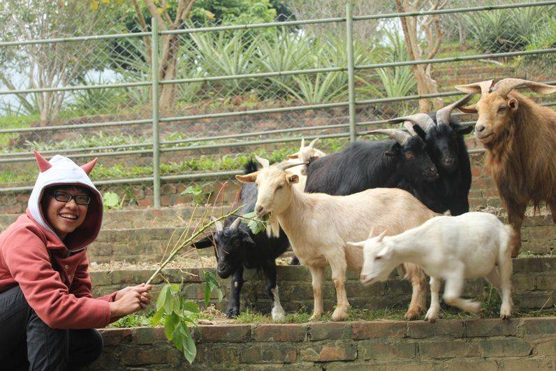 香港動物園及親子農莊 農莊又點少得餵小動物呢？羊咩咩好得意啊！
