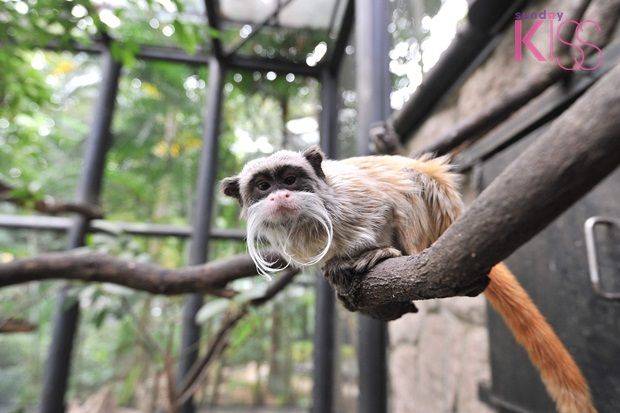香港動物園及親子農莊 香港動植物公園的動物餵養了超過十種以上的猴子