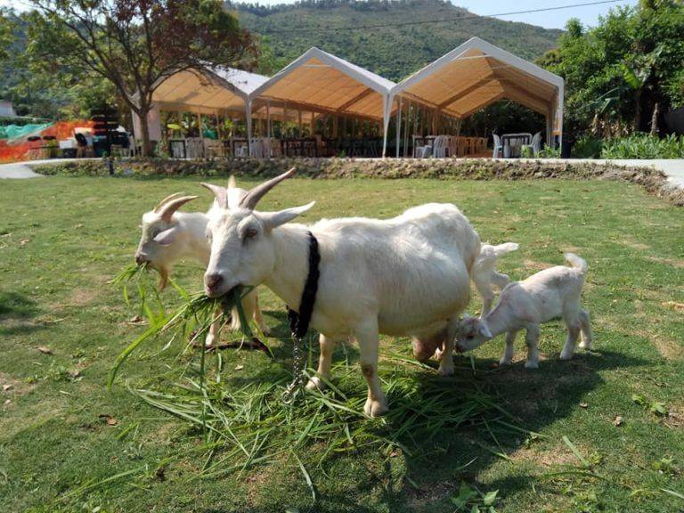 香港動物園及親子農莊 菠蘿園還有羊