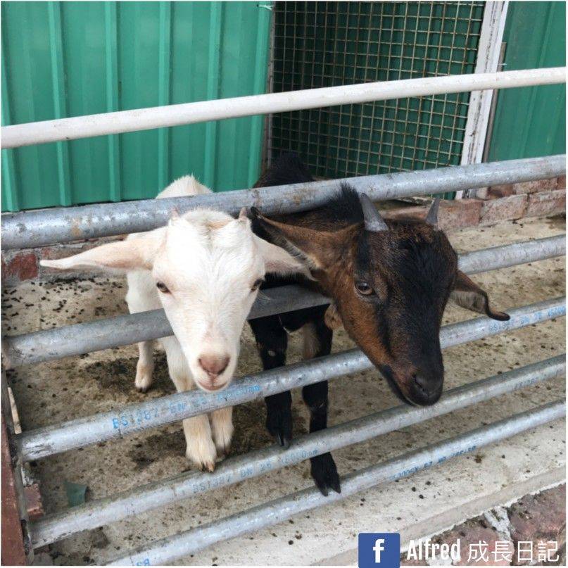 香港動物園及親子農莊 餵小羊