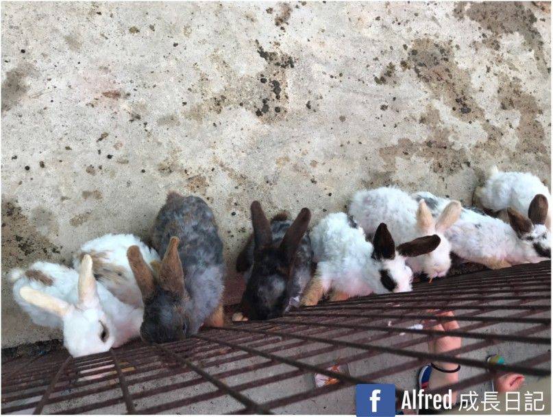 香港動物園及親子農莊 農莊內約有數十隻兔仔，可於欄外餵飼，亦可走入爛內摸摸及親餵兔仔。