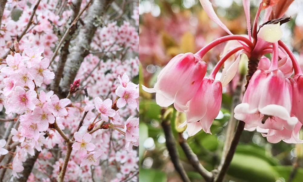 香港8大賞花好去處推介 吊鐘花 杜鵑 木棉花 親子好去處 Sundaykiss 香港親子育兒資訊共享平台