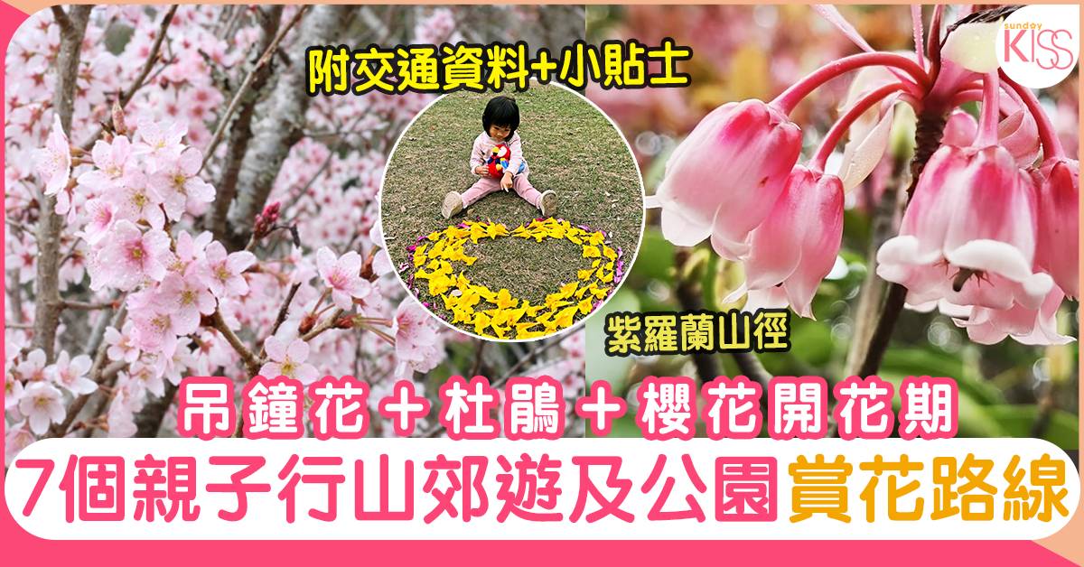 香港7大賞花好去處推介 櫻花 吊鐘花 杜鵑 親子好去處 親子好去處 Sundaykiss 香港親子育兒資訊共享平台