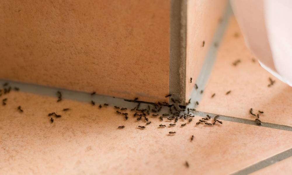 天氣潮濕害蟲入屋 天然＋化學方法徹底消滅7大有害昆蟲