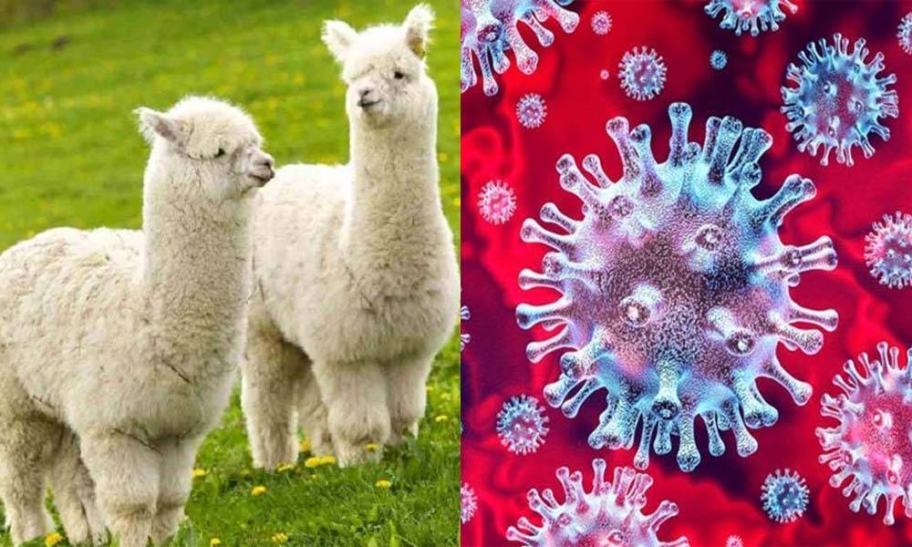 研究：草泥馬血液抗體可擊退新冠病毒  可愛動物或成人類救星？