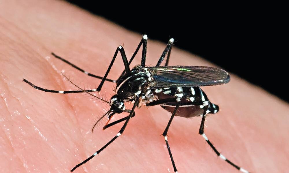 嚴重蚊患易染登革熱日本腦炎 做好預防接種疫苗