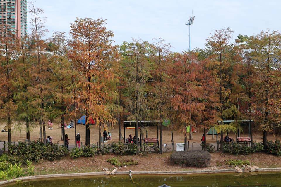 道青衣公園內的二十多棵落羽松，加上湖畔美景，絕對是賞紅葉的不二之選。（圖片來源：Natmama親子育兒生活誌 ）
