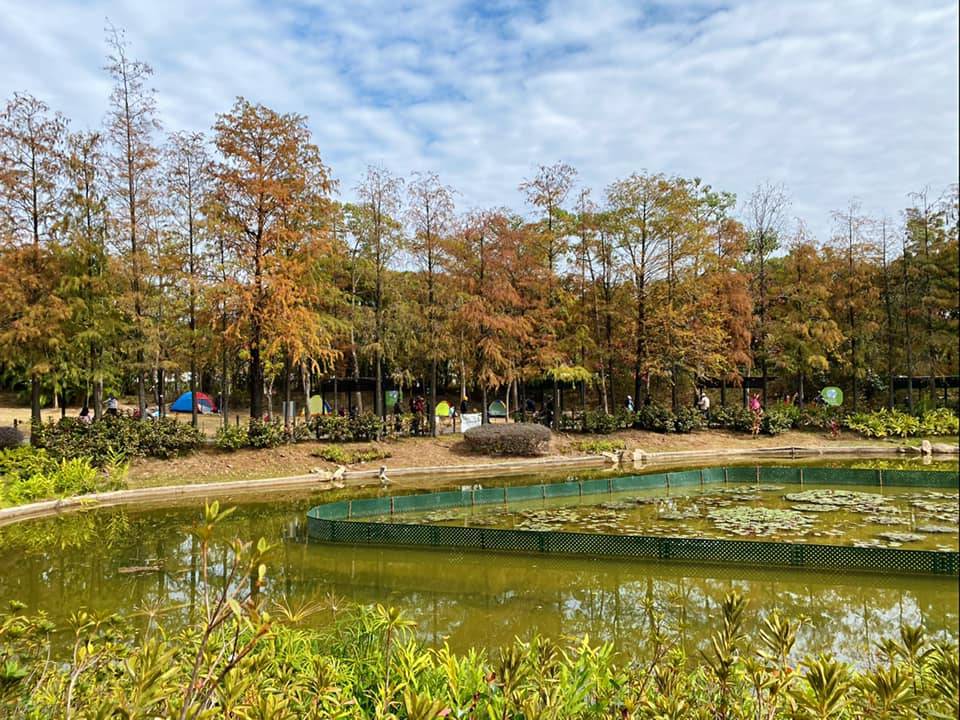 青衣公園 不過，由於一排排的落羽松種在湖邊，旺季時道路會稍為狹窄。