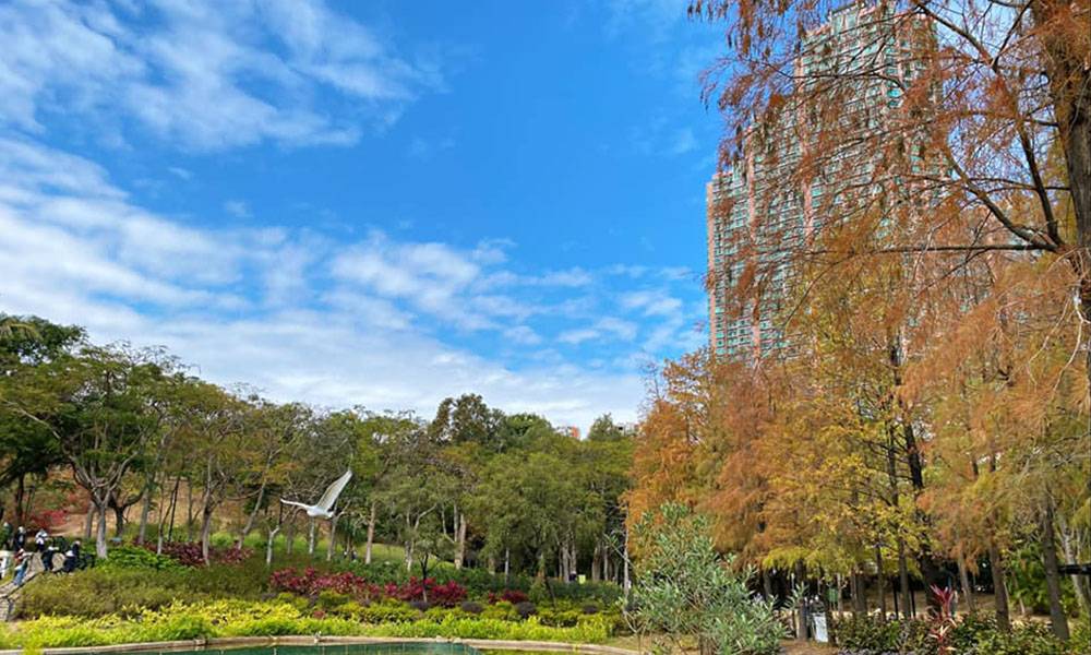 青衣公園紅葉－落羽松已變紅＋歐陸式庭院野餐配湖畔美景
