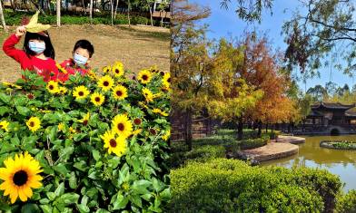 荔枝角公園：紅葉＋向日葵＋愛麗絲花園小希臘秘景打卡｜交通路線教學