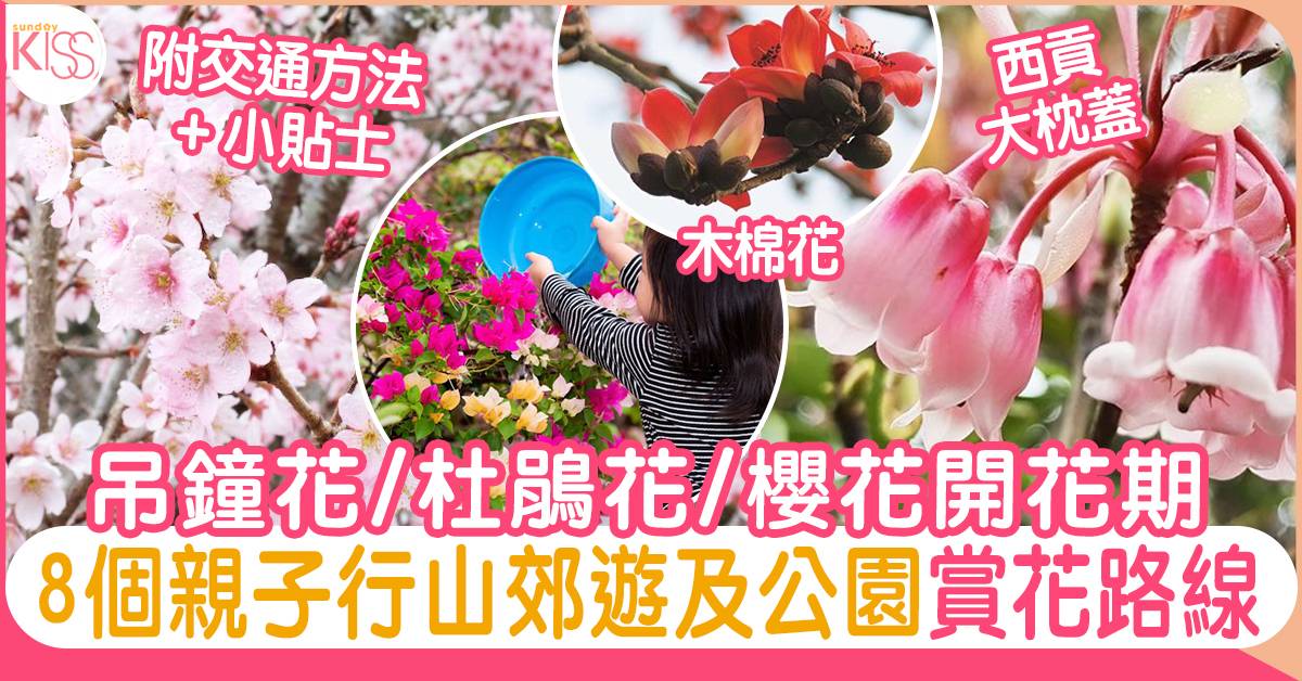 8大賞花好去處22 櫻花 吊鐘花 藍花楹 木棉花 花期預測 親子好去處 Sundaykiss 香港親子育兒資訊共享平台