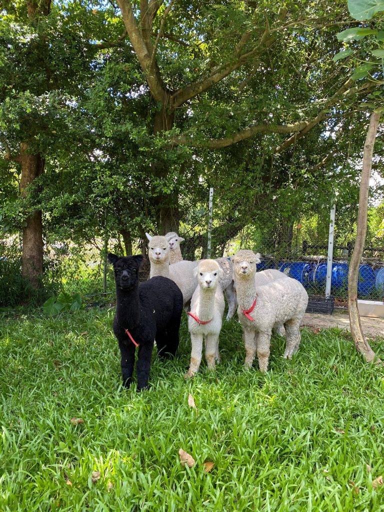 蝶豆花園 上年農莊引入6隻澳洲小羊駝，一男五女，最年輕的只有一歲，顏色由純白丶灰白去到特別的黑色都有。牠們都是受過訓練，平易近人！