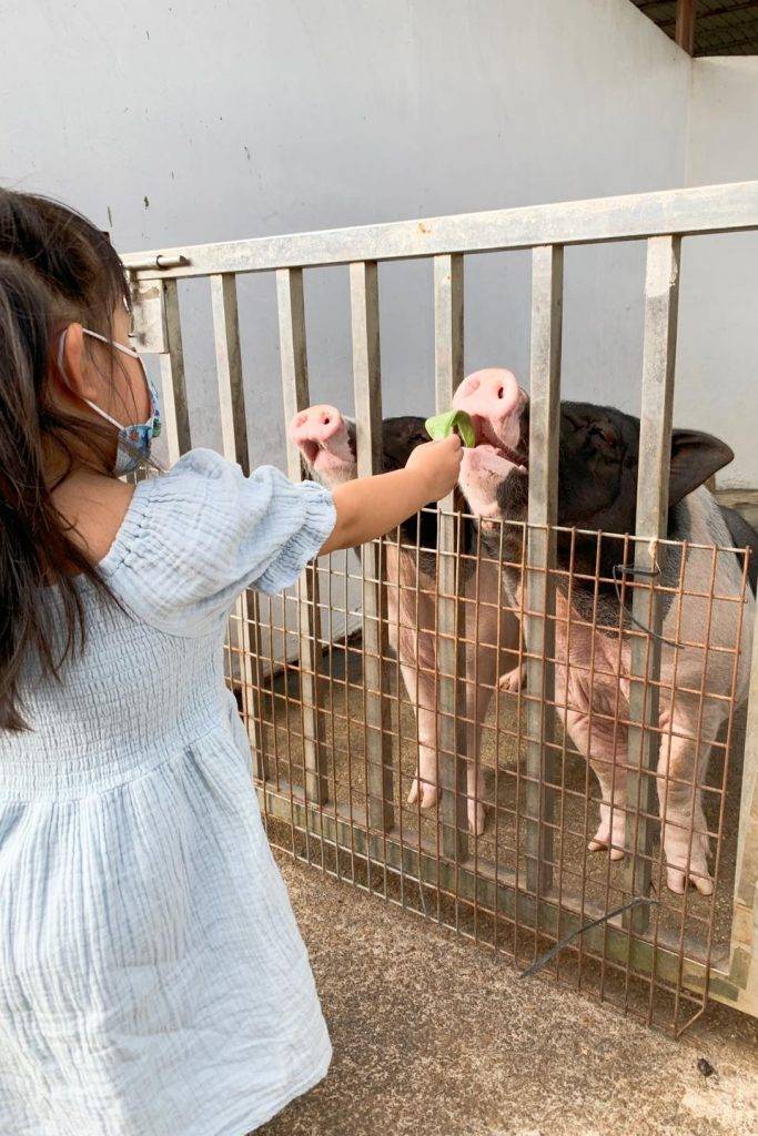 親子農莊 小豬（圖片授權：Suetleimama 雪梨媽媽）