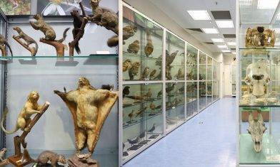 香港生物多樣性博物館開幕！近1萬個珍貴標本 免費預約參觀｜室內好去處
