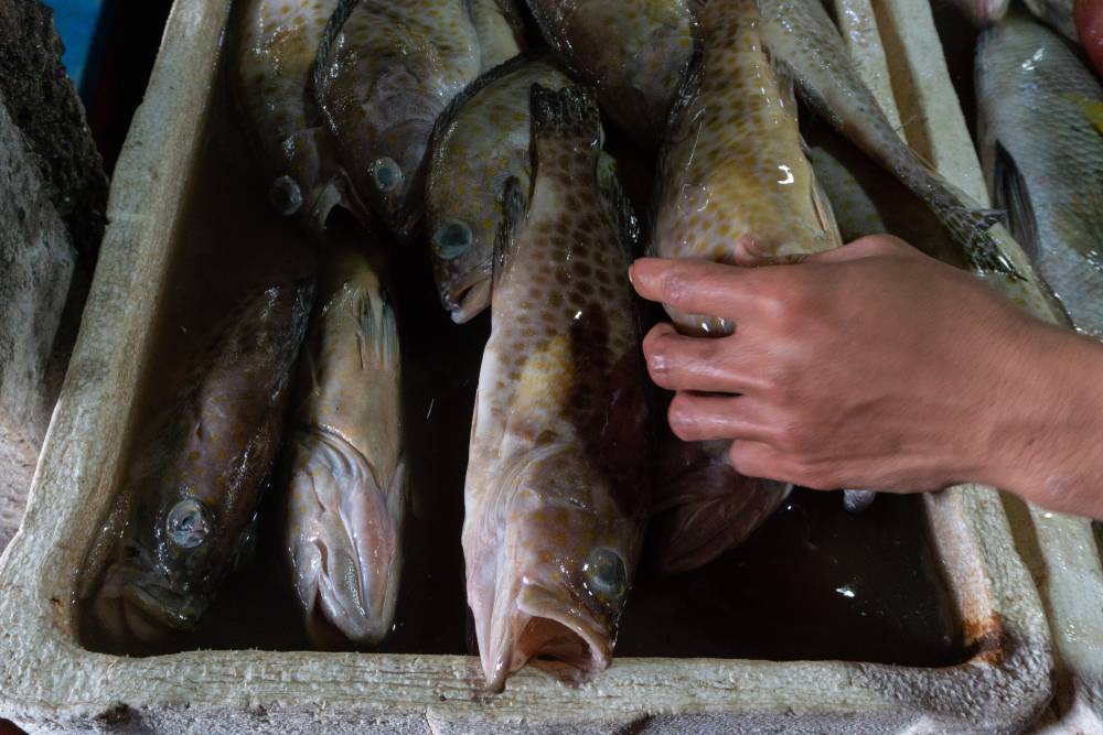 徒手處理未經烹煮的淡水魚，而且手部帶有傷口，會增加感染侵入性乙型鏈球菌的風險。（圖片來源：shutterstock）