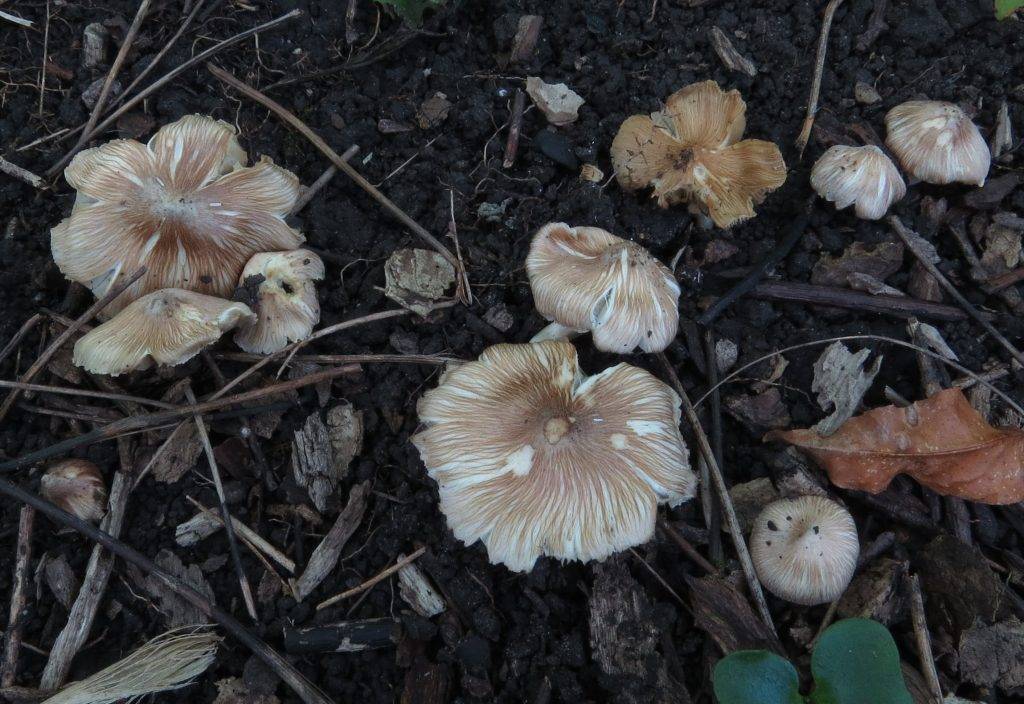 裂絲蓋傘（圖片來源：Ultimate mushroom）