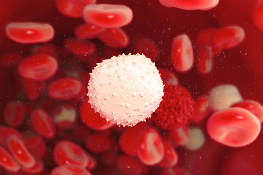 白血球癌變，不斷分裂，就會造成白血病（圖片來源：shutterstock）