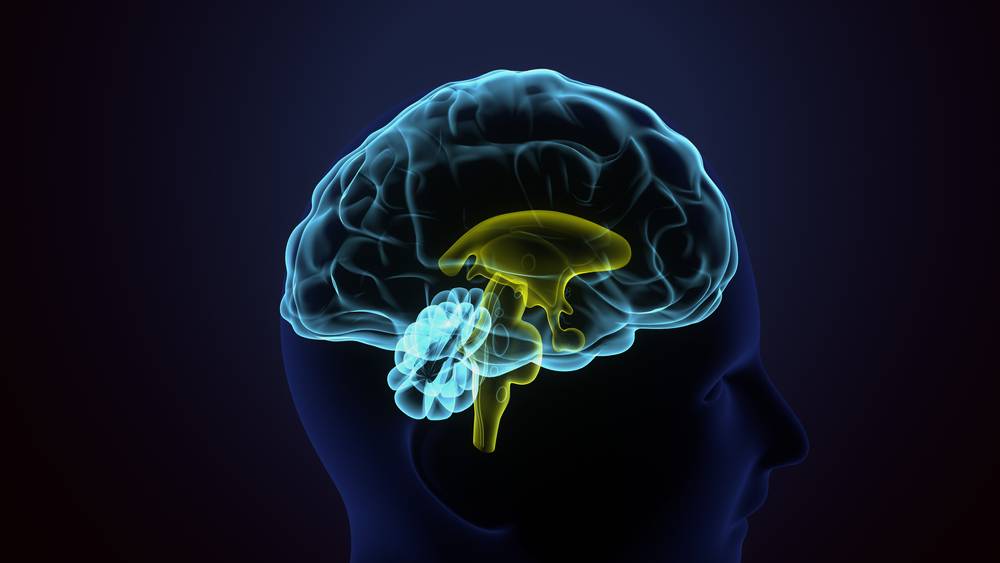 大腦含有許多神經，如果腫瘤位置靠近腦幹，會增加手術難度（圖片來源：shutterstock）