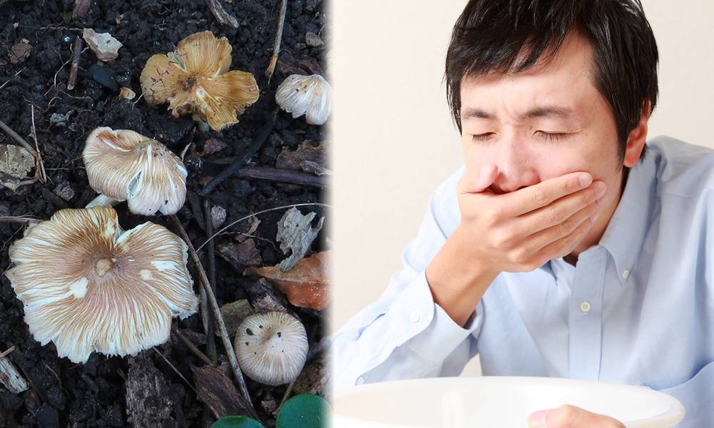 毒蘑菇現身粉嶺聯和墟街市 2人食後嘔吐腹痛 附6款本港常見毒蘑菇