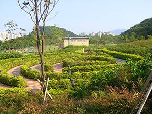 佐敦谷公園 迷宮花園
