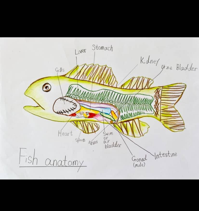 孩子好奇心 上網找資料，再把魚的結構畫下來。