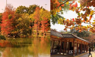 北區公園紅葉轉紅！超靚落羽松＋天空之鏡＋波斯菊花田 1月限定