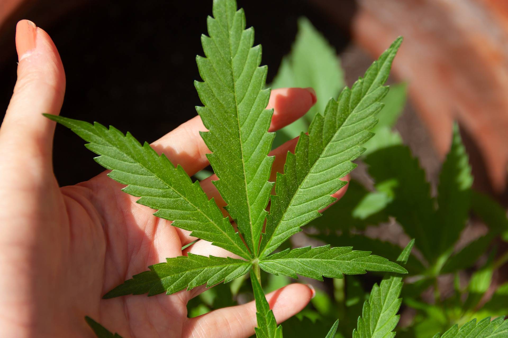 Cbd大麻二酚產品潛藏吸毒成癮危機有機會殘留thc四氫大麻酚 50 人士健康 Sundaykiss 香港親子育兒資訊共享平台 Cbd大麻二酚產品潛藏吸毒成癮危機有機會殘留thc四氫大麻酚 50 人士健康 Sundaykiss 香港親子育兒資訊共享平台