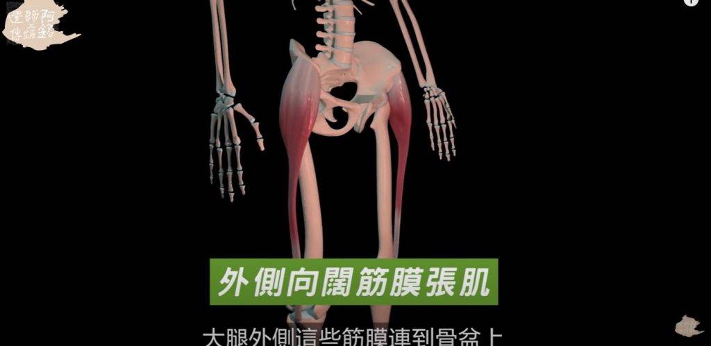 蹺腳 翹腳時會藉由大腿外側向闊筋膜張肌，大腿外側這些筋膜連到骨盆上，把骨盆懸吊拉住，可以增強骨盆關節的穩定度。