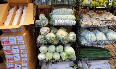 阿布泰推泰國直送蔬菜！椰菜/絲瓜/大白菜/白蘿蔔：各分店陸續返貨！