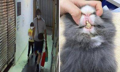 棄養動物｜中年男帶女兒狠心棄養兔子 照顧不當牙齒過長有泥尿情況｜附不合理棄養罰則