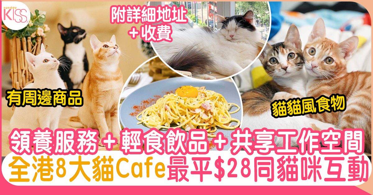 貓貓cafe｜8大隱世香港貓貓cafe推介：旺角/觀塘/荃灣/銅鑼灣都有！