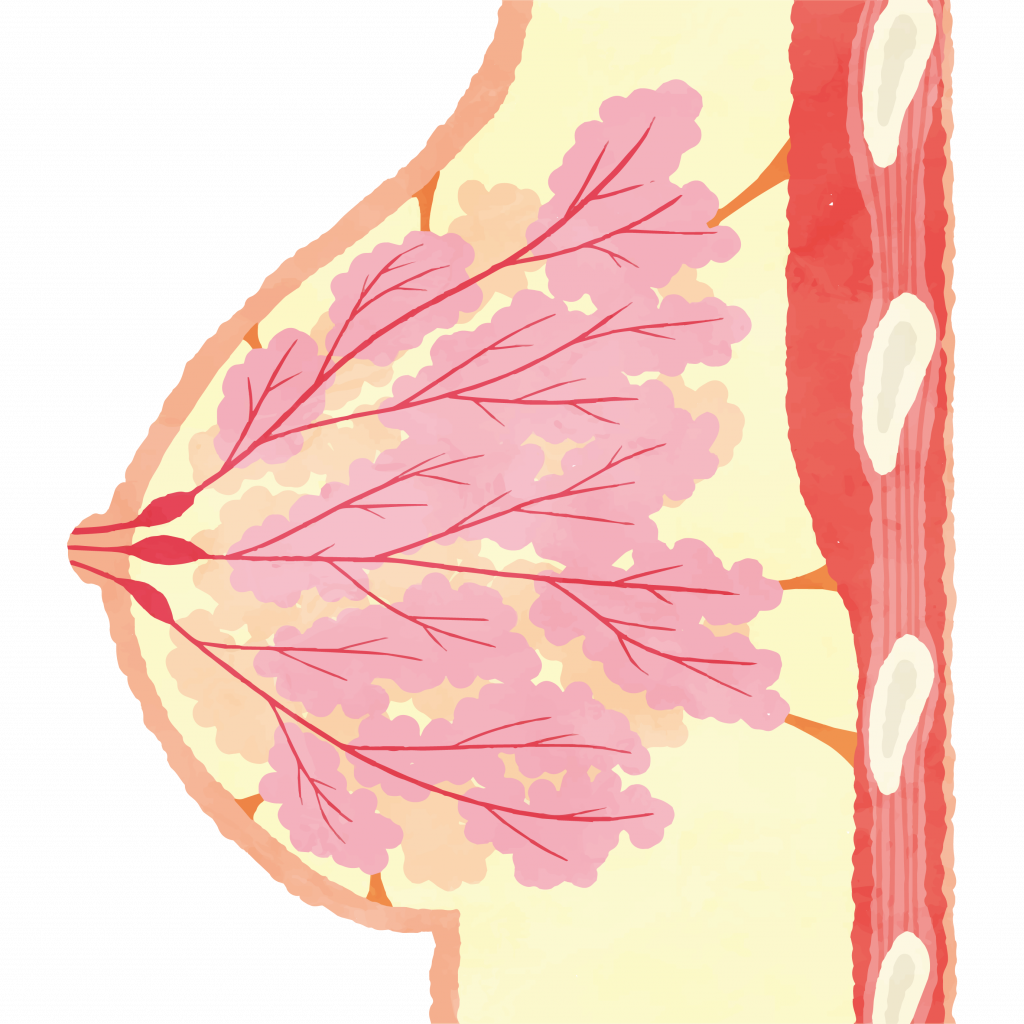 高密度乳房 乳房密度breast density)，簡單來說就是乳房組織的密度比例。女性的乳房組織由腺體組織、纖維組織及脂肪組織所組成。