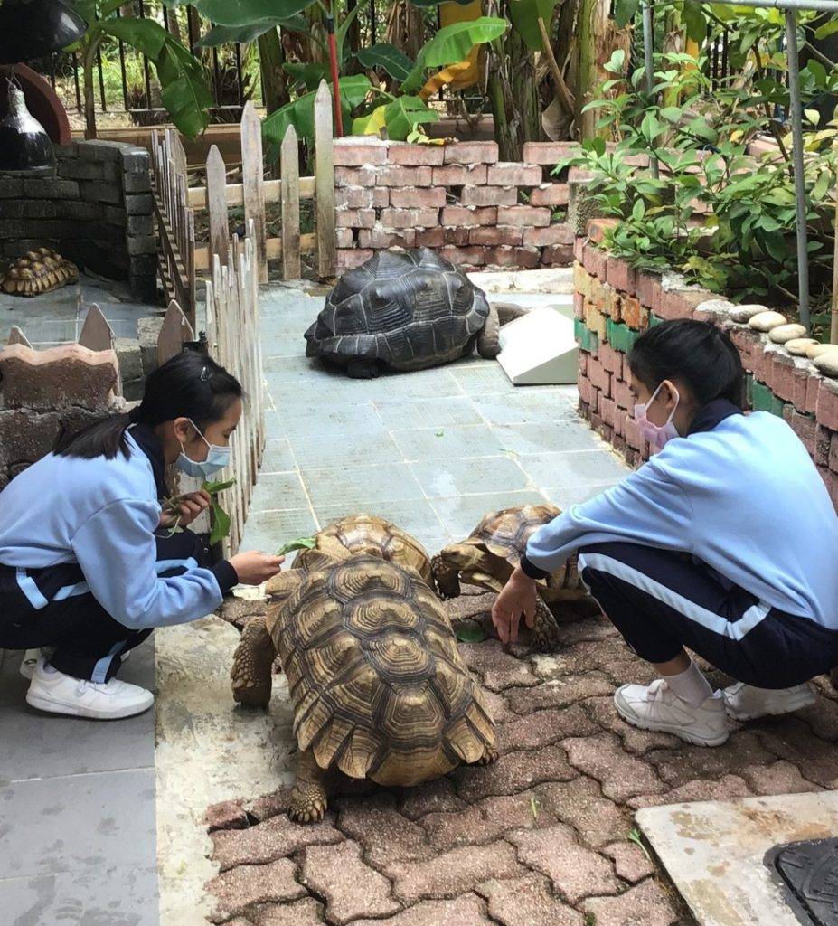 生態園 生態園可探訪海龜及陸龜。