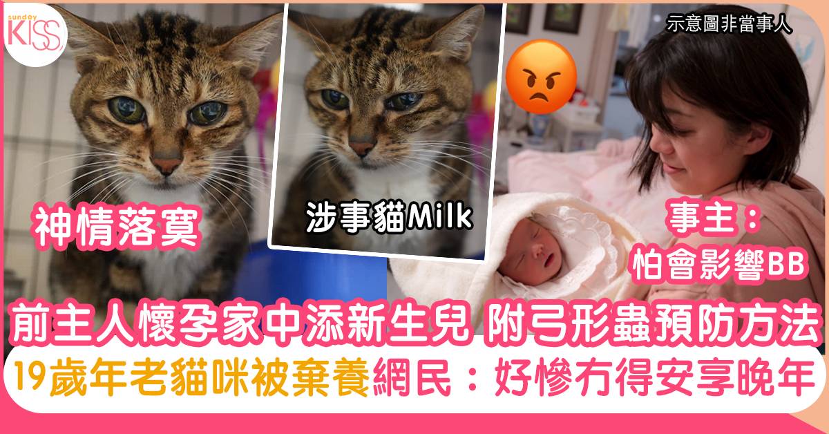 懷孕養貓｜19歲貓咪因主人懷孕被棄養 網民氣憤：遲早有報應