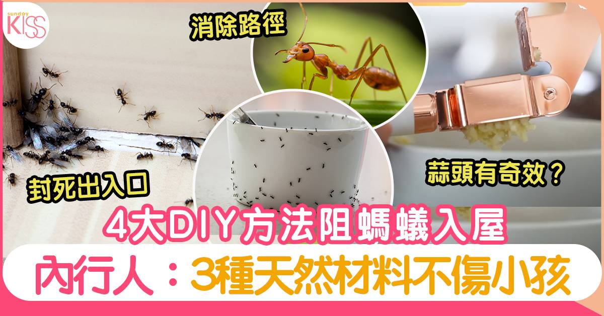 預防螞蟻｜4大DIY方法阻螞蟻入屋！內行人：3種天然材料不傷小孩