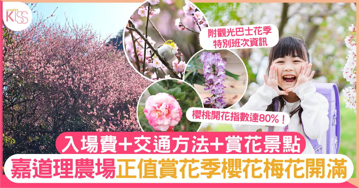 香港櫻花2023｜嘉道理農場正值賞花季櫻桃梅花開滿 入場費+交通方法