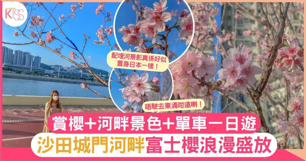 沙田櫻花2024｜城門河畔富士櫻浪漫盛放 賞櫻+河畔景色+單車一日遊
