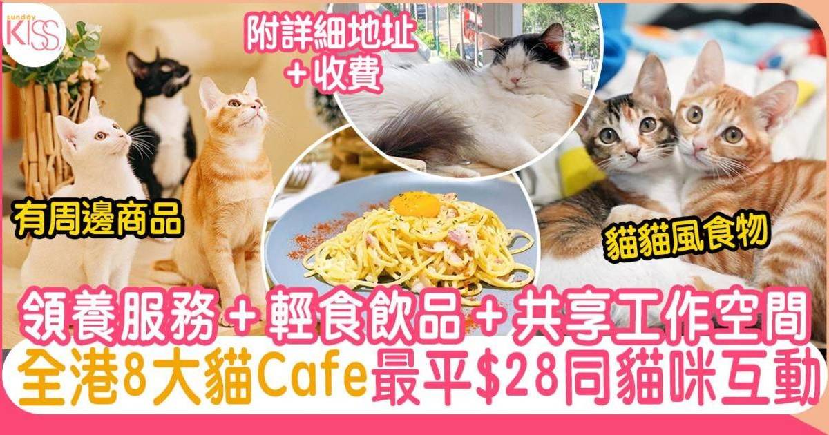 貓cafe｜8大隱世香港貓貓cafe推介：旺角/觀塘/荃灣/銅鑼灣都有！