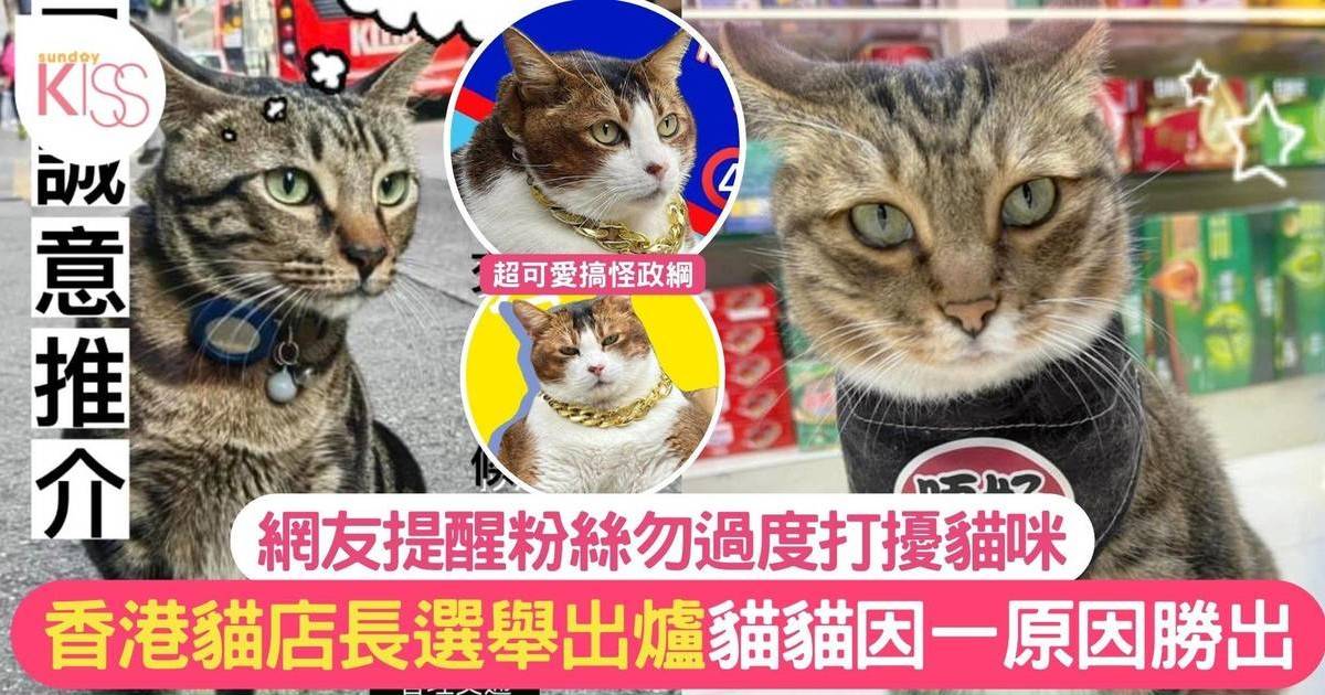 香港貓店長選舉出爐 超可愛政綱 網提粉絲勿過度打擾貓咪