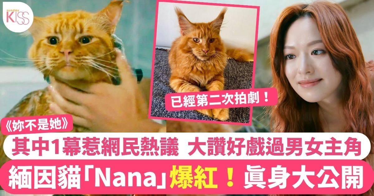 妳不是她｜「Nana」緬因貓爆紅！網民熱議真實性別 大讚演技好戲過男女主角