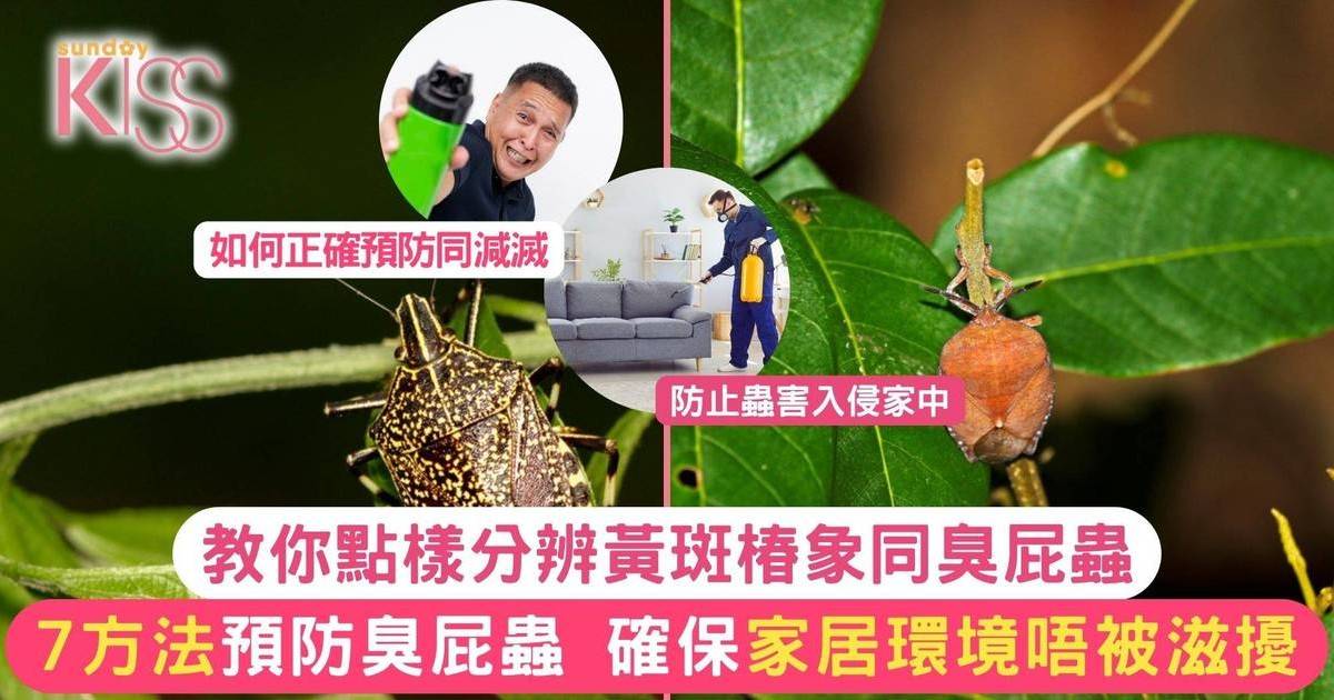 臭屁蟲指南｜分辨黃斑椿象與臭屁蟲 減少侵害方法一覽