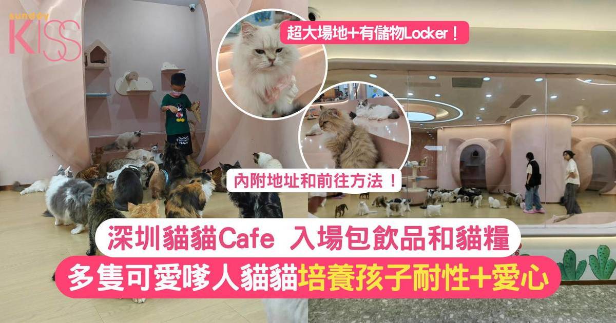 深圳貓Cafe