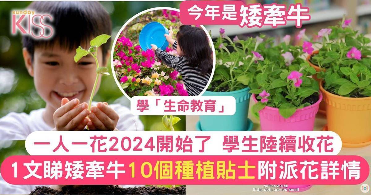 一人一花2024｜矮牽牛10大種植貼士 了解特徵 與孩子上生命教育