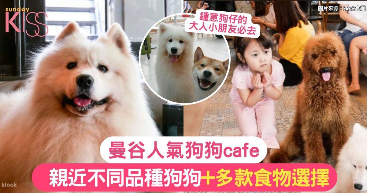 曼谷狗狗cafe | 親近不同品種狗狗+多款食物選擇 親子旅行必去